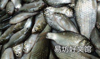 钓鲤鱼口诀 钓鲤鱼的绝招