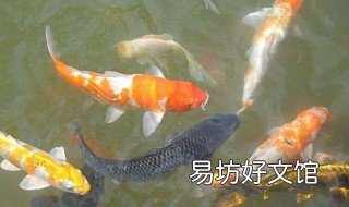 冬季捕鱼的原因 分析乌伦古湖冬季捕鱼的原因