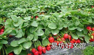 一亩大棚草莓利润多少 一亩大棚草莓利润多少呢