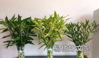 富贵竹在土里能成活吗 富贵竹在土里可以活吗