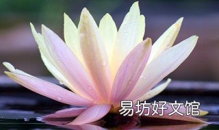 莲花能放在室内阳台养吗 莲花放在室内养还是室外养好