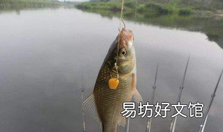千里香饵料和什么搭配好 饵料千里香和浓香的区别