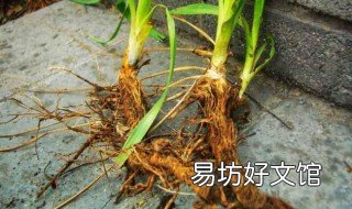 知母的养殖方法是什么 知母与知母药材种植技术