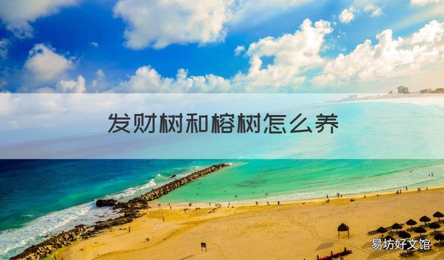 发财树和榕树怎么养 发财榕树怎样能养活
