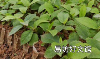 五指毛桃怎么人工种植 五指毛桃可以人工种植吗