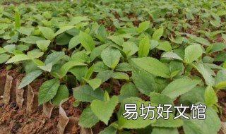 五指毛桃可以人工种植吗 五指毛桃可以人工种植吗视频