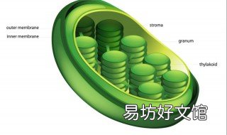 高尔基体线粒体叶绿体的共同特点 高尔基复合体与线粒体的发生