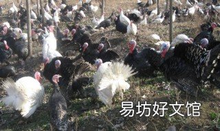 养殖火鸡的利润高吗 火鸡养殖效益