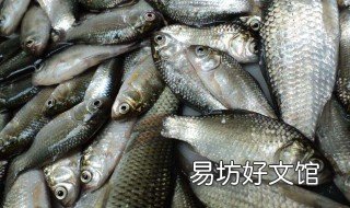 气压较低时如何钓鱼 气压低的时候怎样钓鱼