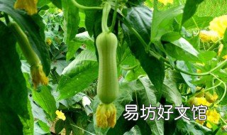 丝瓜什么时候种 丝瓜什么时候种什么时候收