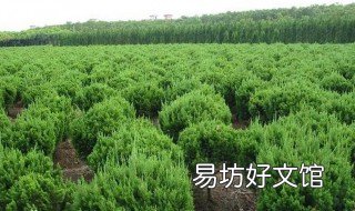 网上买的树苗怎样才能栽活 买的树苗怎么能栽活