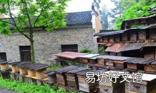 蜜蜂怎么分箱 蜜蜂怎么分箱?
