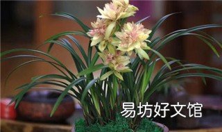 兰花叶子变软是怎么回事 兰花的叶子耷拉发软怎么办