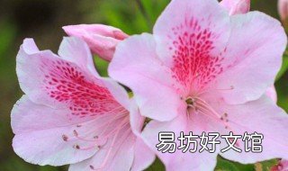 杜鹃冬季适合多少度 杜鹃花冬天适合在几度
