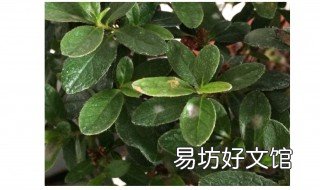 杜鹃叶子发白是怎么回事 杜鹃花叶子变白是什么病