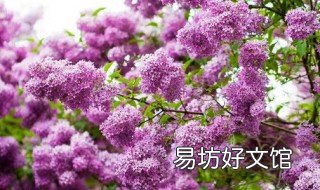 丁香花能在北方种吗 丁香花北方可以种植吗