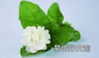 茉莉花的花期多长 茉莉花的花期是多久