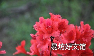 杜鹃冬季开花吗 杜鹃春天开花吗