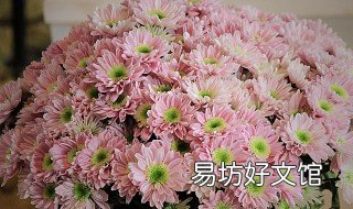 多头菊可以水养吗 多头菊怎么水养
