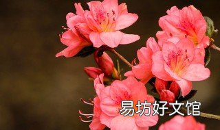 杜鹃花颜色有哪些 杜鹃花有哪种颜色