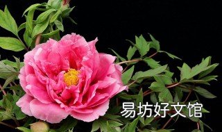 牡丹是国花吗 牡丹是不是国花