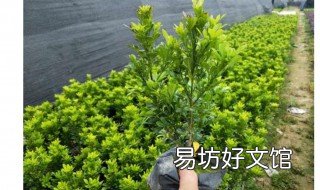 米蘭什么時候種最好 米蘭什么時候移栽最好