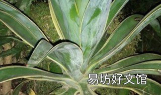 龙舌兰耐寒吗 五色万代龙舌兰耐寒吗