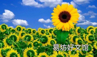 向日葵花语是什么 向日葵花语是什么意思入目无他人