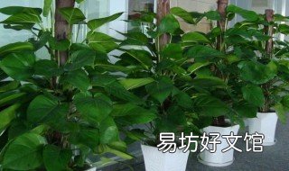 绿萝怎么养才能更旺盛 绿萝怎么养才能更旺盛几天浇一次水