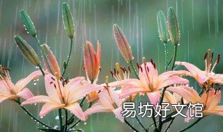 百合花花语是什么 百合花花的花语