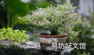 养花为什么每年换盆 为什么种花要换盆