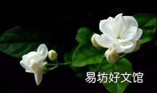 茉莉花冬天怎么养 茉莉花冬天怎么养才长得好