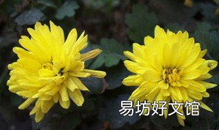 简单 菊花的象征意义是什么 菊花的象征意义是什么