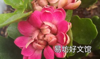 长寿花是多肉吗 长寿花和多肉哪个好养