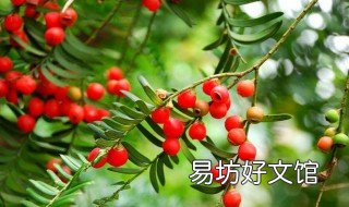 红豆杉能水培么 水杉可以水培吗