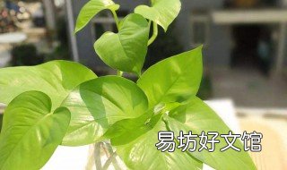 绿萝可以放在卧室吗 绿萝可以放在卧室吗 绿萝有毒吗