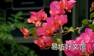 三角梅北方冬季会冻死吗 三角梅在冬天多少温度冻不死?