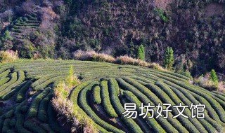 隆林地区茶叶种植的有利自然条件 种植茶叶的有利条件