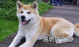 柴犬和秋田犬有什么不同 柴犬和秋田犬有什么不同点