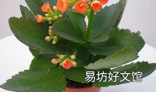 长寿花如何换盆 长寿花如何换盆打顶