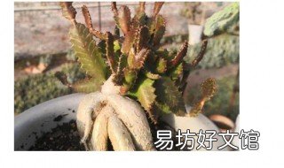 飞龙怎么养 飞龙能人工养殖吗