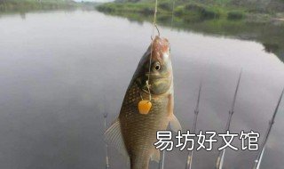 鲫鱼春天什么时候好钓 早春钓鲫鱼什么时候