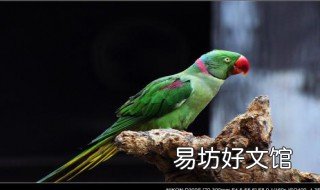 大绯胸鹦鹉习性 大绯胸鹦鹉饲养经验
