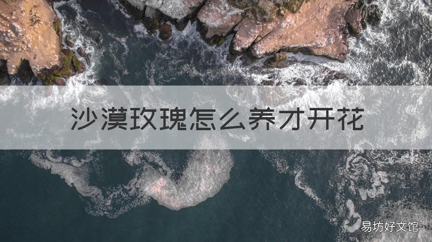沙漠玫瑰怎么养才开花 沙漠玫瑰怎么养开花多