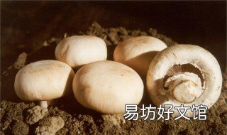 口蘑种类很多喜欢生长在什么样的环境里?如何种植? 口蘑是哪种蘑菇