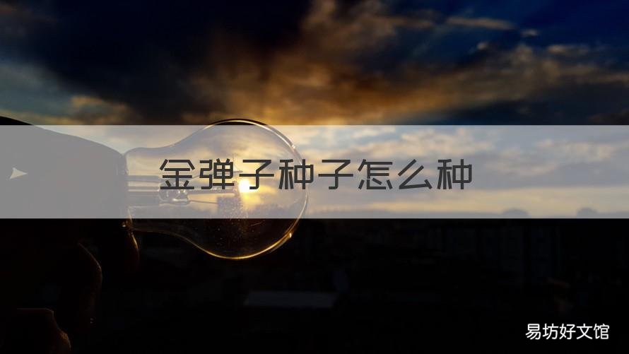 金弹子种子怎么种 金弹子种子怎么种叫下面根根有根盘