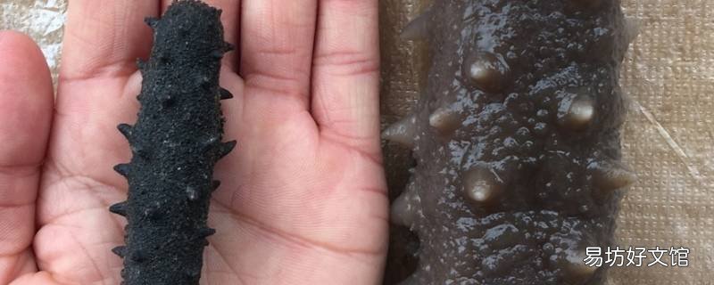 怎样泡发干海参 怎样泡发干海参?具体方法是?