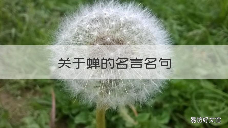 关于蝉的名言名句 关于蝉的名言和诗句