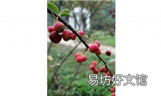 什么是栒子树 什么是栒子树种
