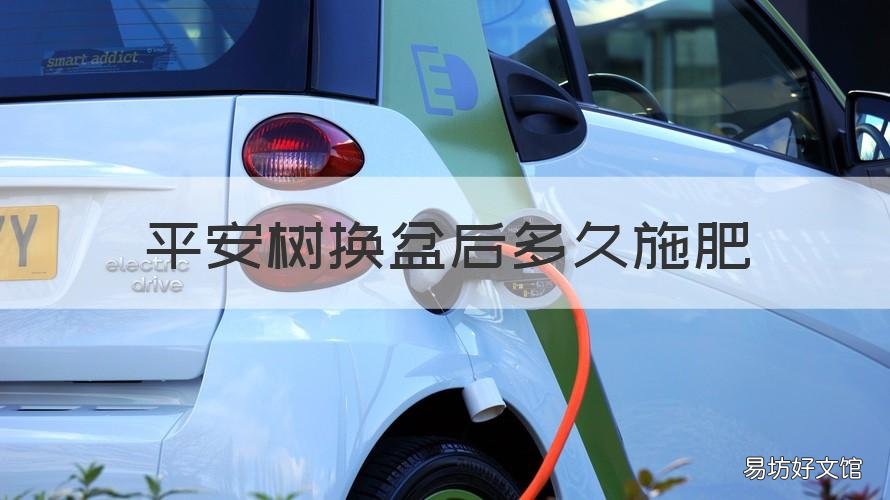 平安树换盆后多久施肥 平安树换盆后多久浇水